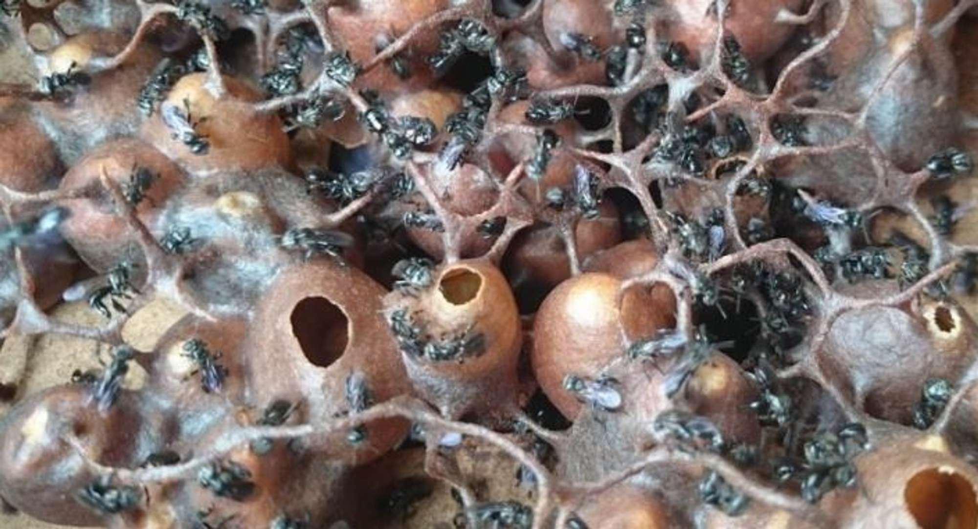 Stingless Beekeeping (Meliponiculture) on Java